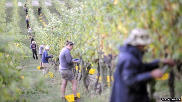 Blue Salt The harsh realities faced by fruit pickers in Australia were almost equivalent to modern slavery.